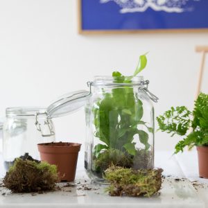 Plantjar-9-min Plantjar-9-min
